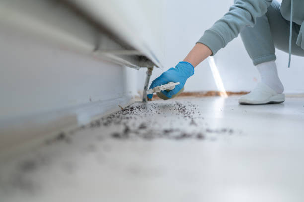 Flea Control Services in Atascadero, CA